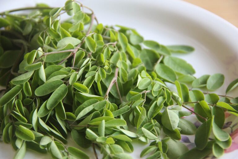 liście Moringa