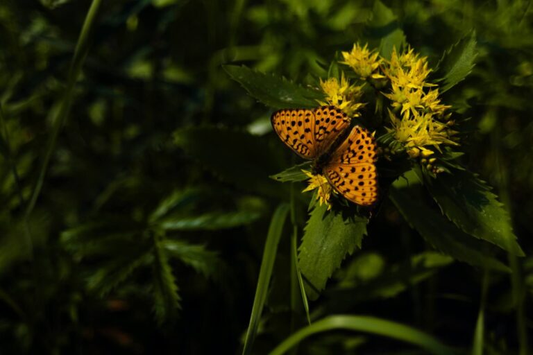 Motyl na kwiatku