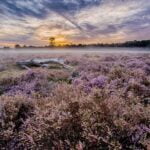 Zdradzamy tajniki działania i właściwości berberyny