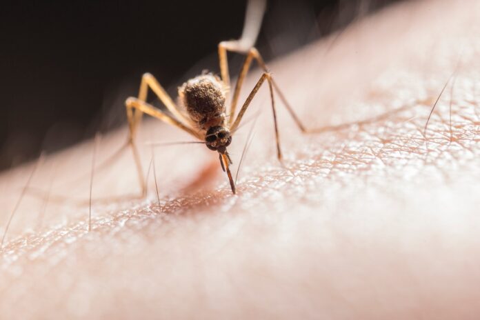 komar to pasożyt