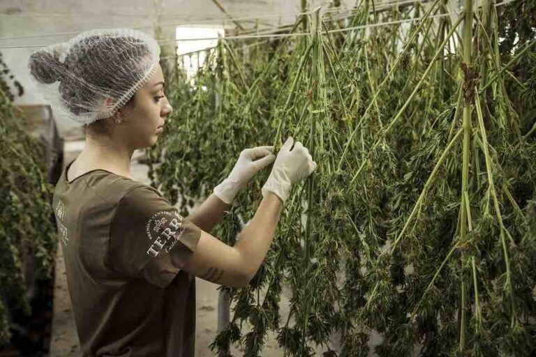 konopia na olejek CBD